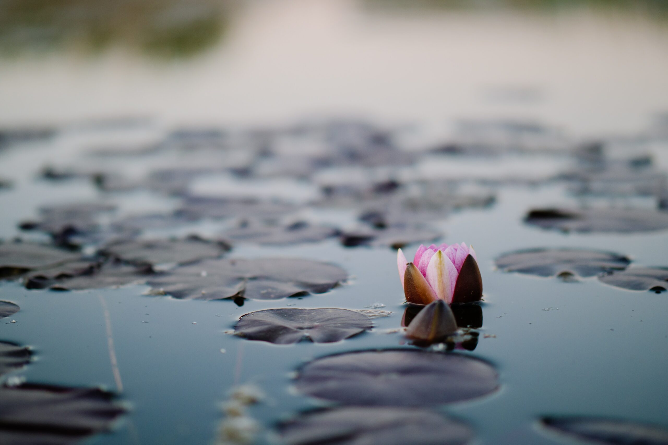 The Contentment Foundation